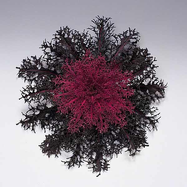 ハボタン：紅くじゃく3.5号ポット 3株セット