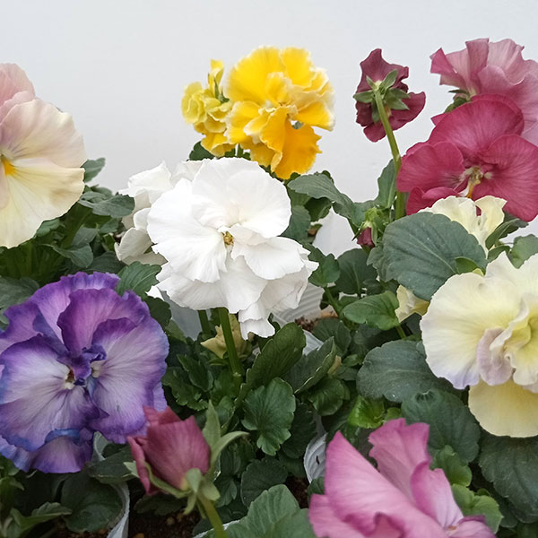 パンジー：ファビュラスミックス3.5号ポット