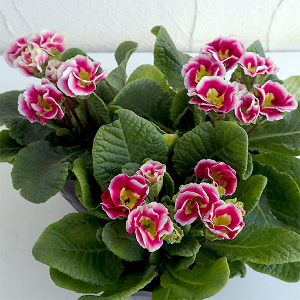 プリムラ　ジュリアン：初恋ローザ3号 3株セット