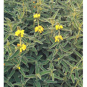 セージ：エルサレムセージ3号ポット2株セット