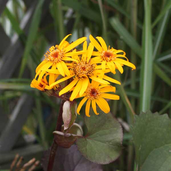 リグラリア ブリットマリークロフォード 種子 9月４日採取 クロウフォード 楽天市場】リグラリア 'ブリット マリー クロウフォード' : お