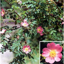 ローズ：スィートブライア3号ポット2株セット