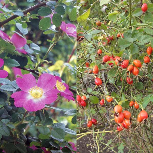 ローズ：スィートブライア（ロサ・エグランテリア）3号ポット(バラ)