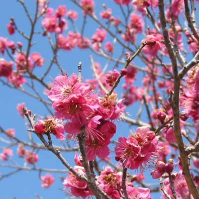 花梅:大盃(オオサカズキ)5号鉢植え