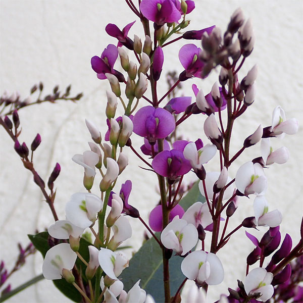 ハーデンベルギア：2色ミックス6号鉢植え