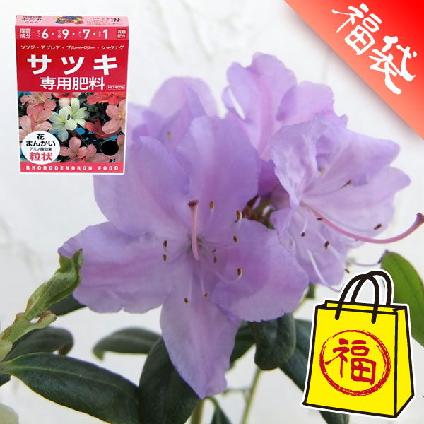 ブルー系ツツジ：黒潮3.5～4号ポットと肥料のセット