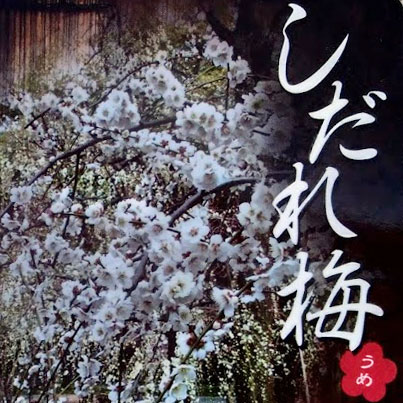 枝垂れ梅：白花6号ポット