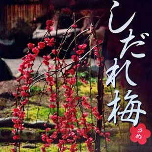 枝垂れ梅：赤花6号ポット