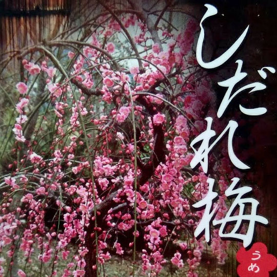 枝垂れ梅：桃花6号ポット