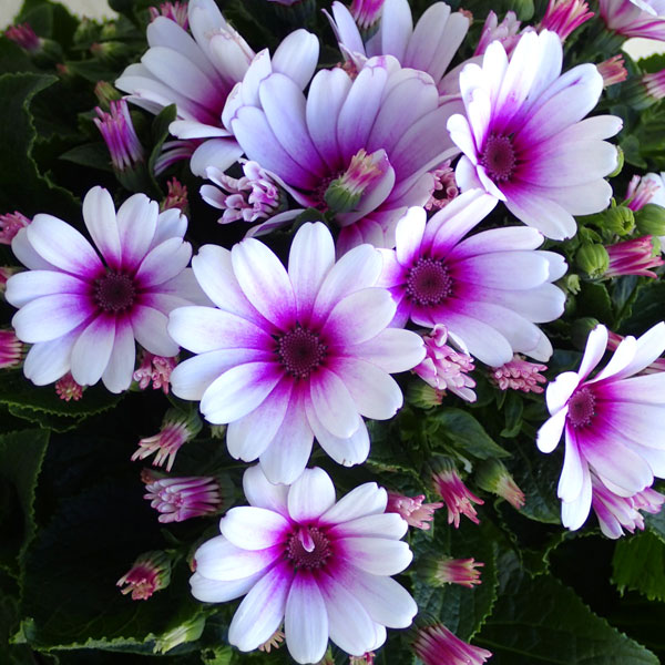 サイネリア：ティアクイーン ローズ（ピンク）5号鉢植え