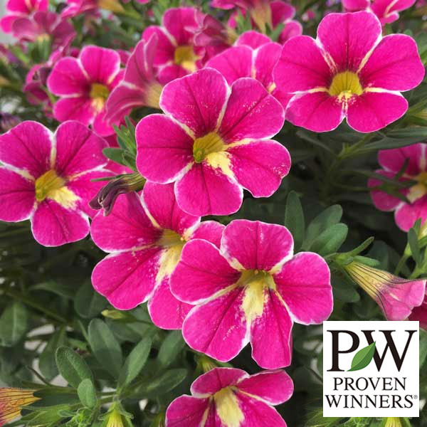 カリブラコア：スーパーベル　ブリリアントスター3号ポット 6株セット