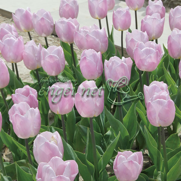 八重咲チューリップ：キャンディプリンス1球植え芽出しポット 3ポットセット