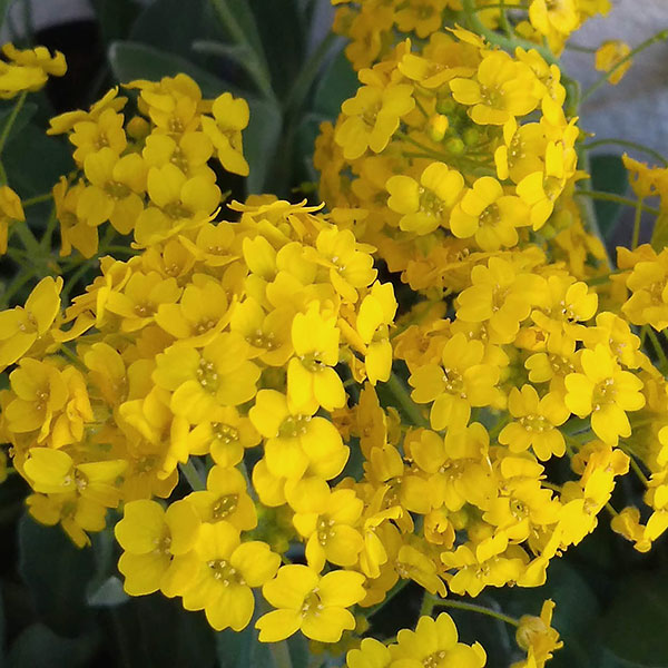 宿根アリッサム：サミット（サキサチレ）3.5号ポット 2株セット