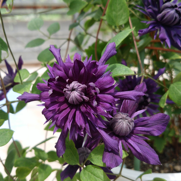 園芸ネット本店｜クレマチス：コノノエ（九重）3.5号ロングポット