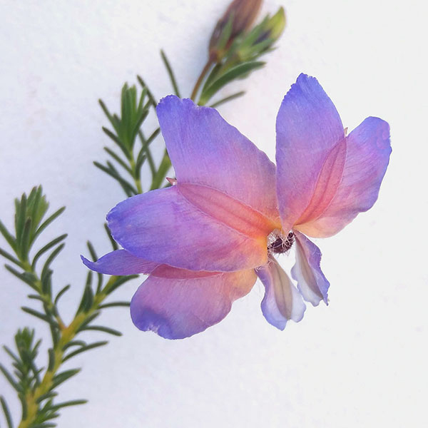 初恋草（ハツコイソウ）：ムーンバリモア3号ポット