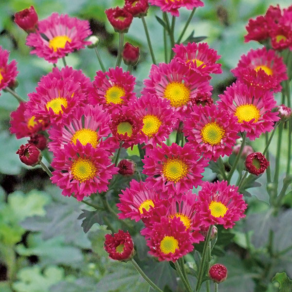 キク（菊）：スターメイン3号ポット 2株セット