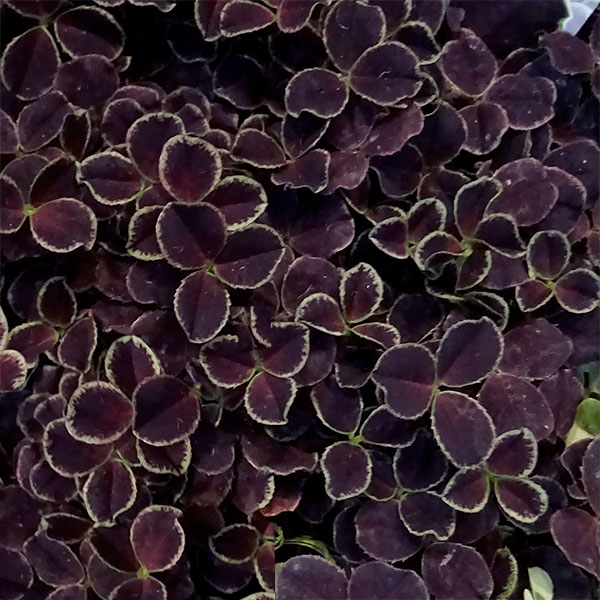 プリンセスクローバー・ダークデビー2.5~3号ポット 2株セット