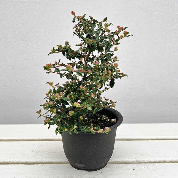 テンノウバイ（天皇梅）：曲げ仕立て4号ポット