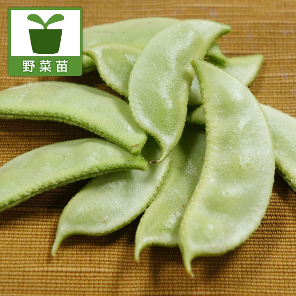 加賀野菜：加賀つるまめ自根苗3号ポット 2株セット