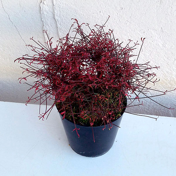 錦糸南天（キンシナンテン・琴糸南天）：天乙女（アマツオトメ）2.5号ポット