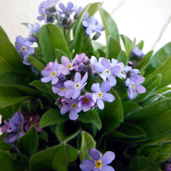 園芸ネット本店｜ワスレナグサ：モナミブルー3号ポット 24株セット の