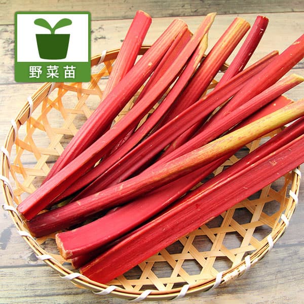 [26年4月上旬予約]ルバーブ：スペシャルレッド3号ポット