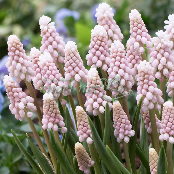 【そら様ご専用】寄せ植え 花    ムスカリ ピンクバスケット 自分で作る寄せ植え苗セット春を感じる球根植物の寄せ植え | すべて