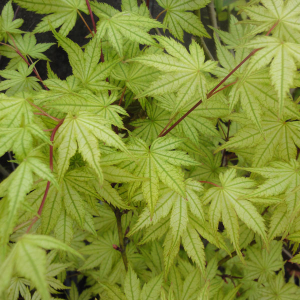 [26年2月中下旬予約]モミジ：鴫立沢（シギタツサワ）3.5-4号ポット