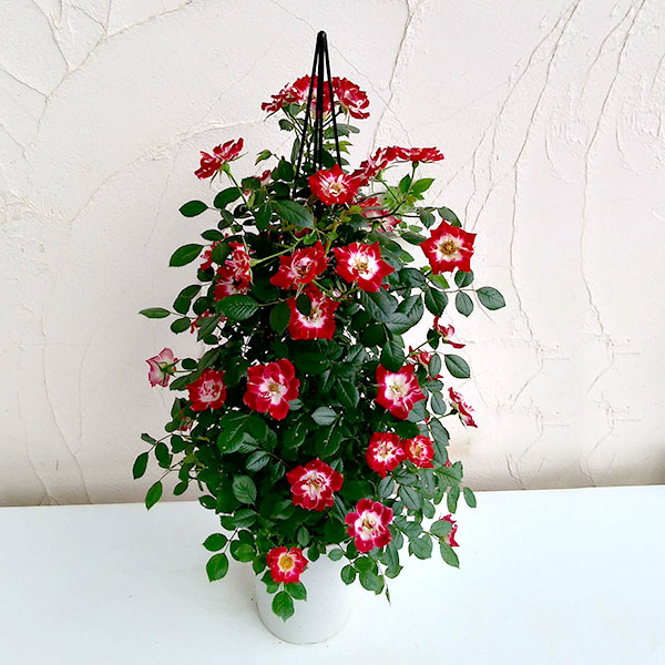 バラ・リトルアーチスト タワー仕立て6号鉢植え