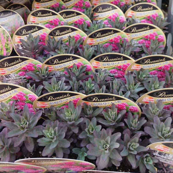 セダム：パープルエンペラー3.5号ポット