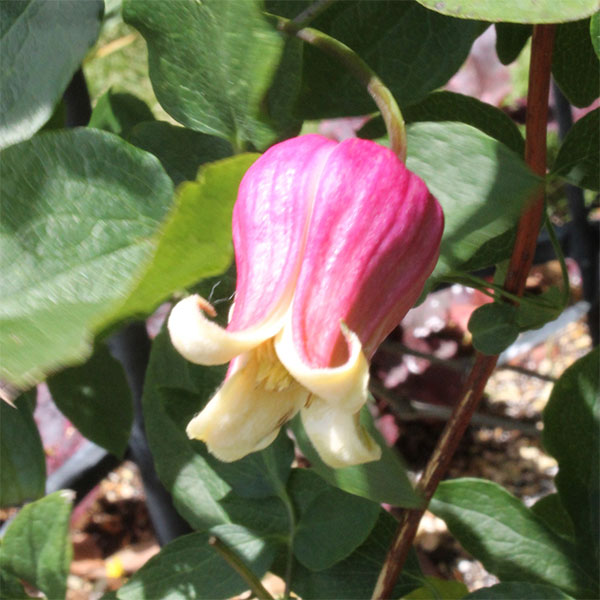 クレマチス：アカツキノキミ（暁の君）4号ロングポット（ヴィオルナ系）