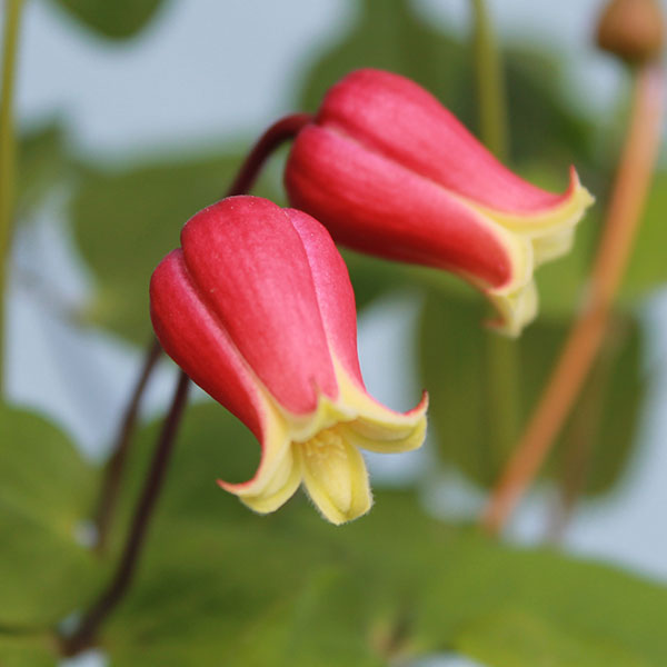 クレマチス：チェリーリップ4号ポット（ヴィオルナ系）