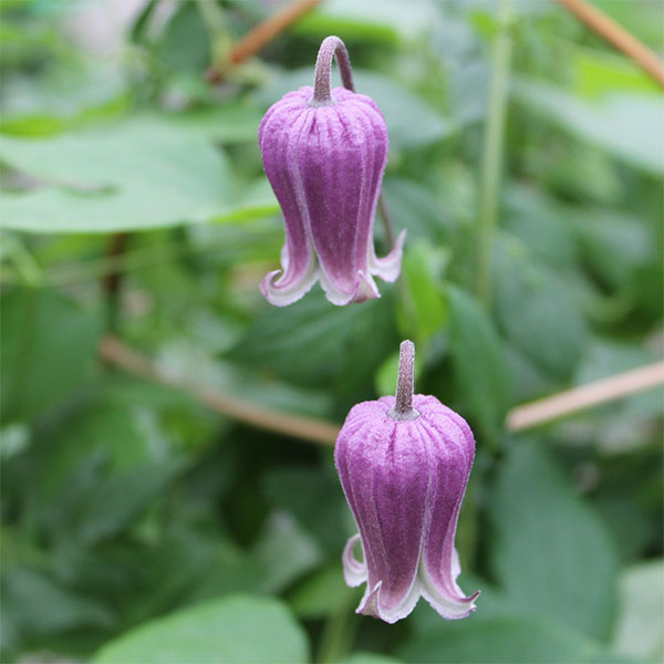 クレマチス：ムラサキノツボ シンウチ（紫の壺 真打）4号ロングポット（ヴィオルナ系）