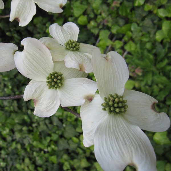 ハナミズキ：クラウドナイン2.5号ポット