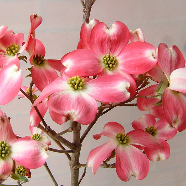 ハナミズキ：レッドジャイアント2.5号ポット