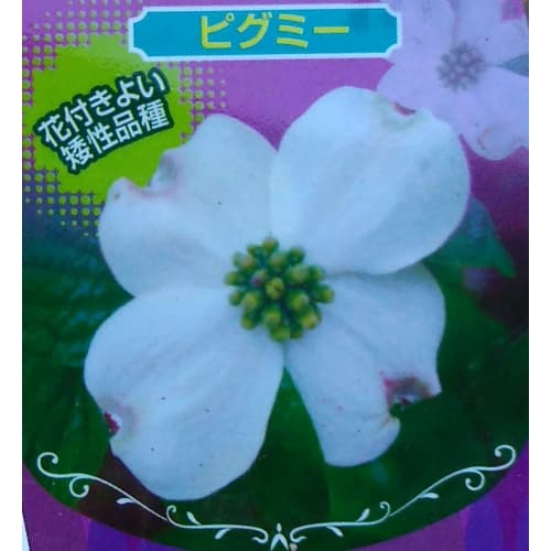 ハナミズキ：ピグミー2.5号ポット