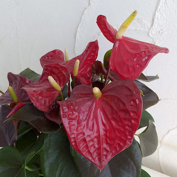 アンスリウム：コーラルチャンピオン 6号鉢入り