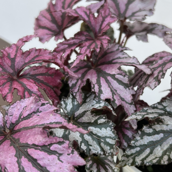 レックスベゴニア・ベニトチバ3.5号ポット