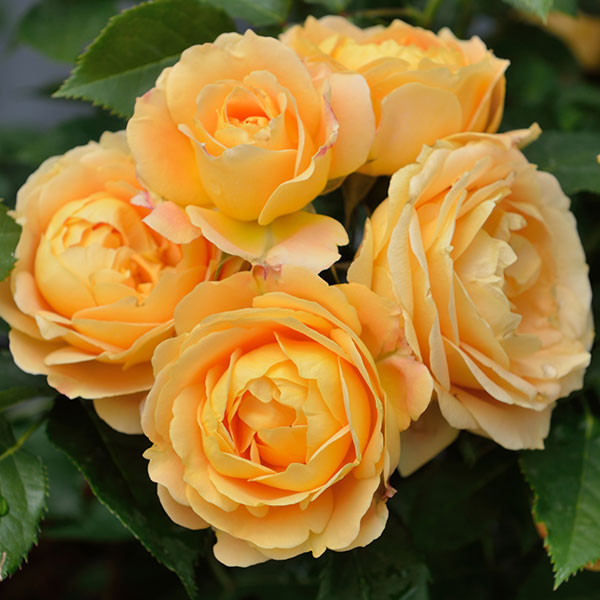 2019年母の日ギフト][予約]デルバールローズ：ラ・ドルチェ