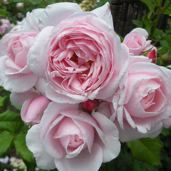 園芸ネット本店｜[2019年母の日ギフト][予約]デルバールローズ：ナエマ