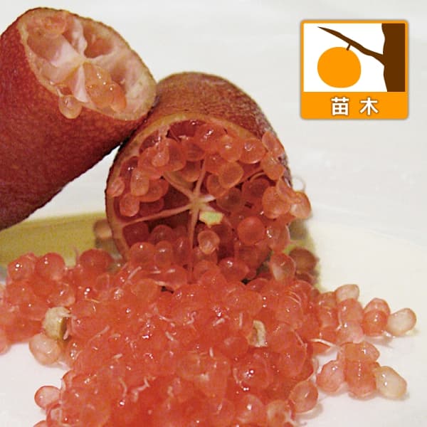 フィンガーライム：レッドシャンパン4号ポット