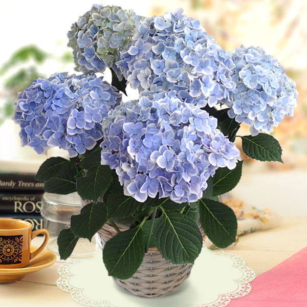 アジサイ（感謝）/4 園芸ネット本店｜[送料無料][2019年母の日ギフト][予約] アジサイ