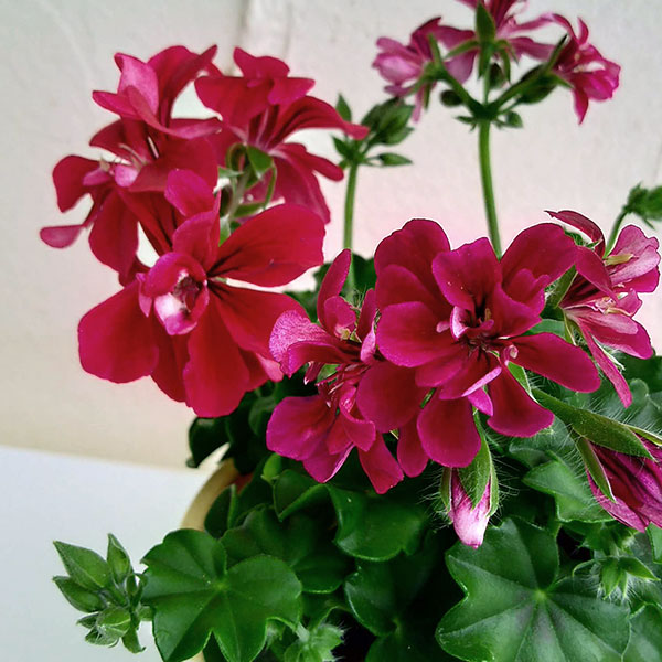 アイビーゼラニウム：ルーレット レッド系3.5号ポット