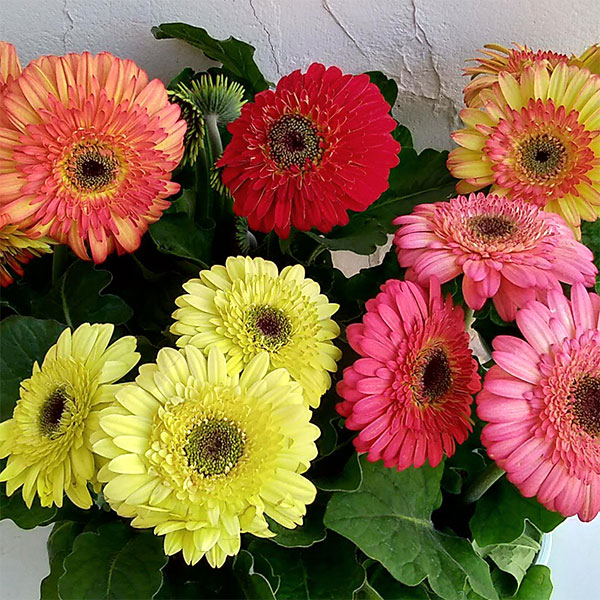 園芸ネット本店｜ガーベラ：カートホイール・ストロベリーツイスト