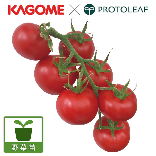 [26年4月下旬予約]高リコピントマト：自根苗3号ポット 4株セット