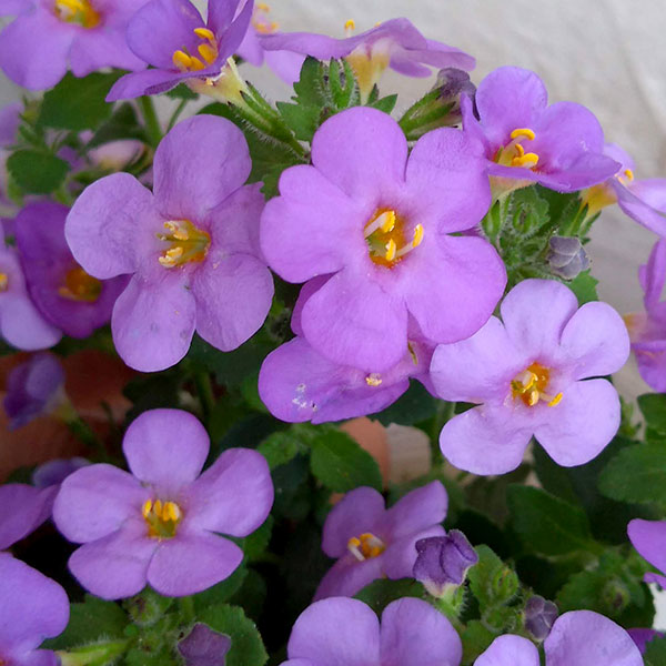 バコパ：カリプソジャンボ　ブルー3.5号ポット 2株セット