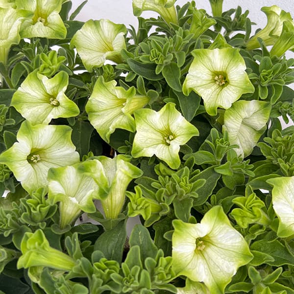 ペチュニア：純翠（じゅんすい）3.5号ポット 12株セット