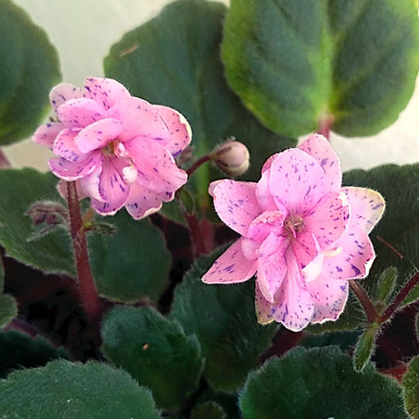 こうちゃんカトラン☆バラ色のテーブルクロスとセントポーリア」☆現状