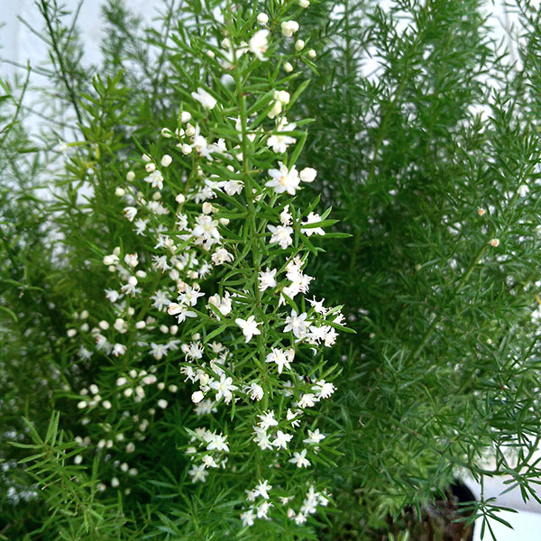 アスパラガスメリー　6号鉢植え