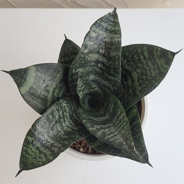 サンセベリア：ハニー4号鉢植え